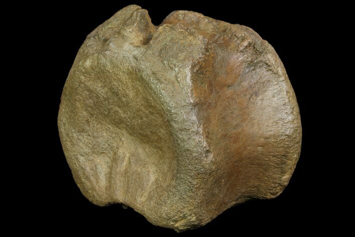 Edmontosaurus (Hadrosaur) Vertebrae - Montana #86669